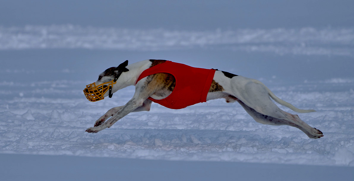 Cupido de Lobito Azul von Elke Dähler Cupido de Lobito Azul von Elke Dähler